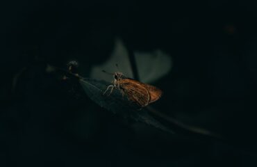 unsplash-altindag-sineklik