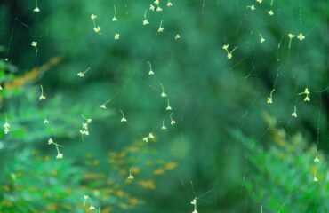 unsplash-cayyolu-sineklik-fiyatlari