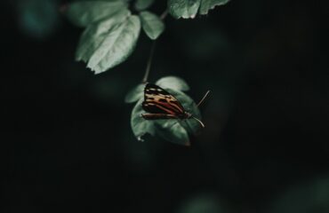unsplash-incek-sineklik