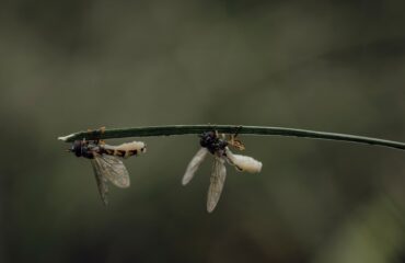 unsplash-kecioren-sineklik-fiyatlari