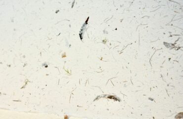 unsplash-sincan-sineklik